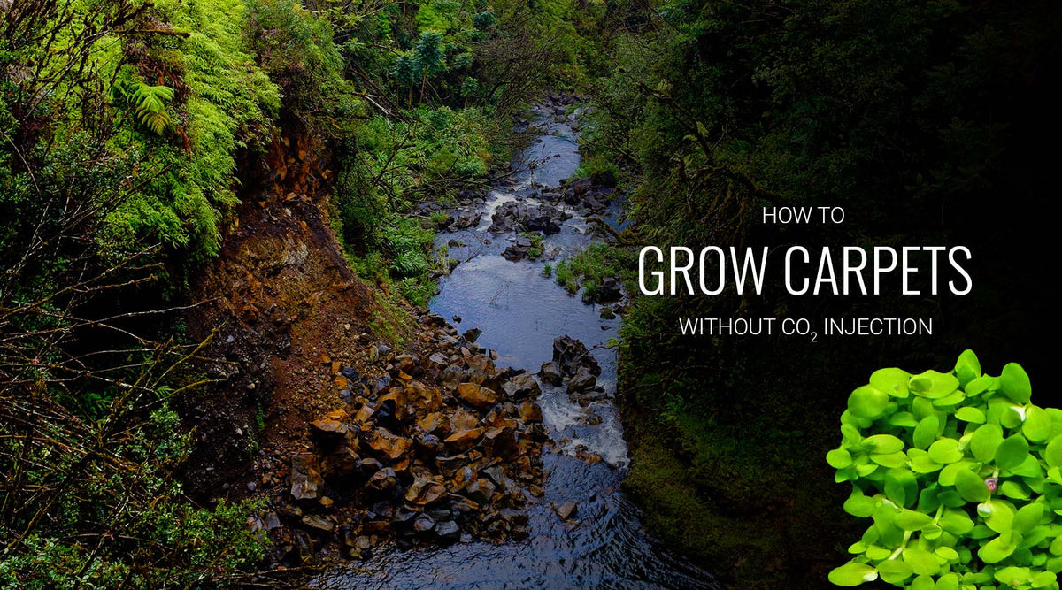 How to grow carpet plants without injected CO2 – The 2Hr Aquarist