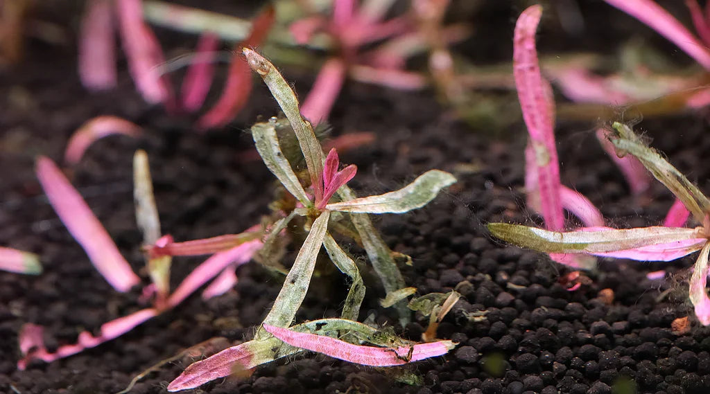 Hygrophila sp chai leaves melting
