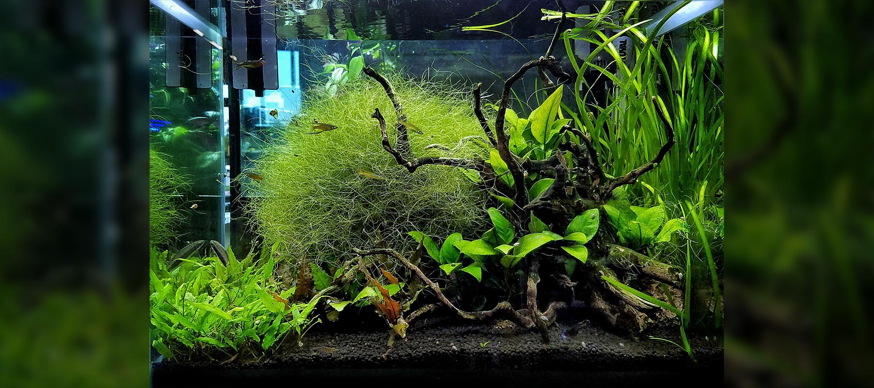 Cory Hopkins | Nature Style