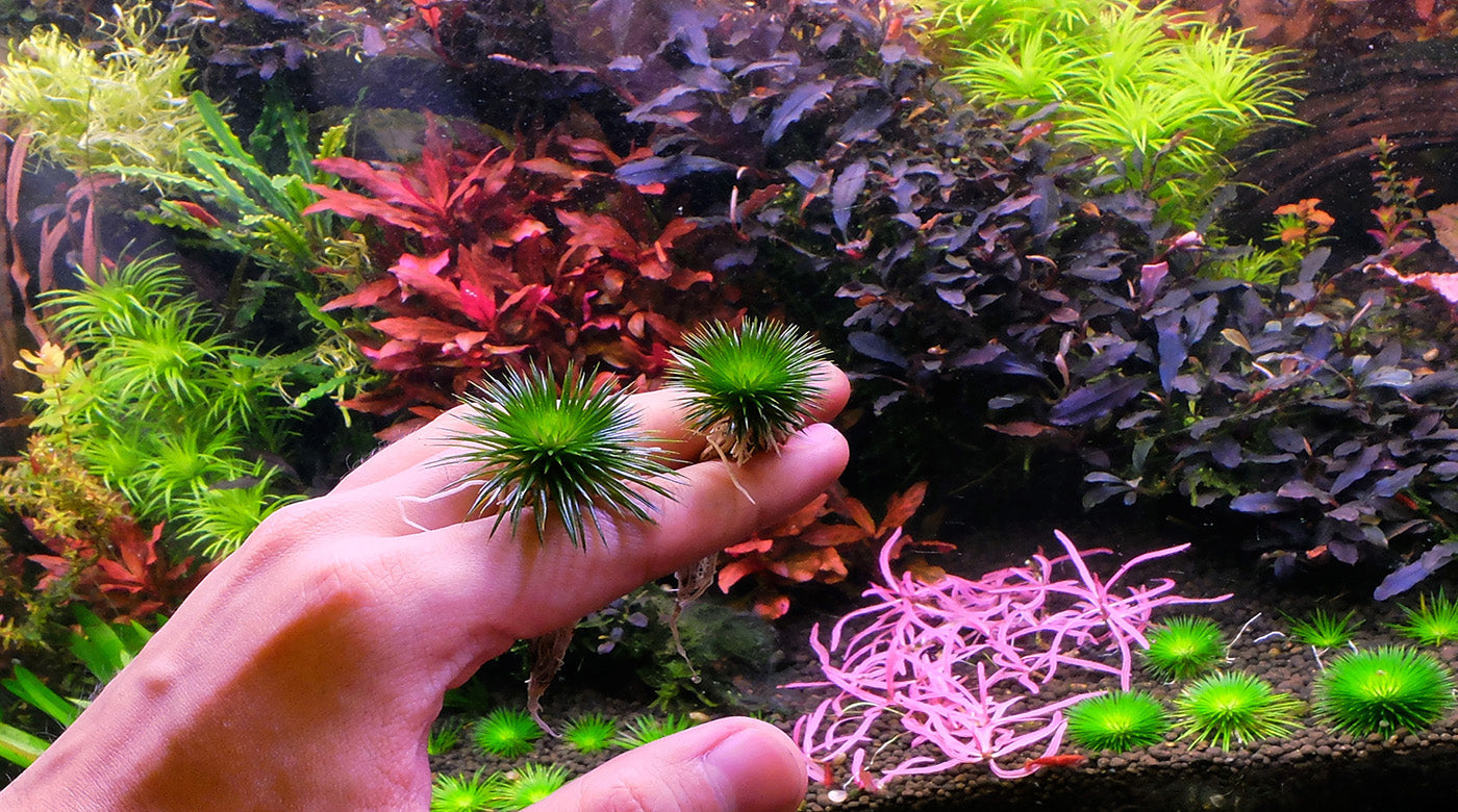 Propagating Eriocaulon species