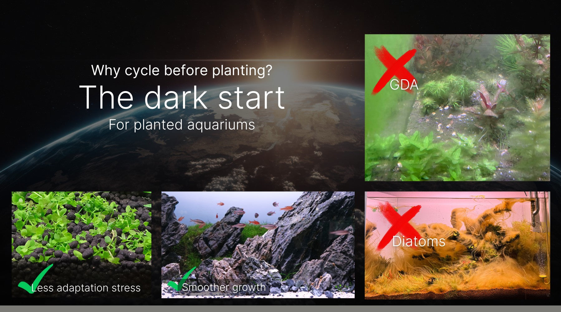 Should You Cycle a Planted Tank Before Planting? The Dark Start Method