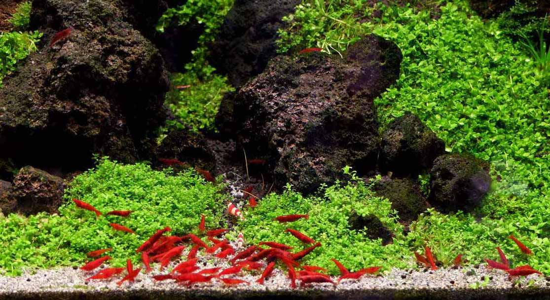 Will copper from fertilizers hurt my shrimp or fish?