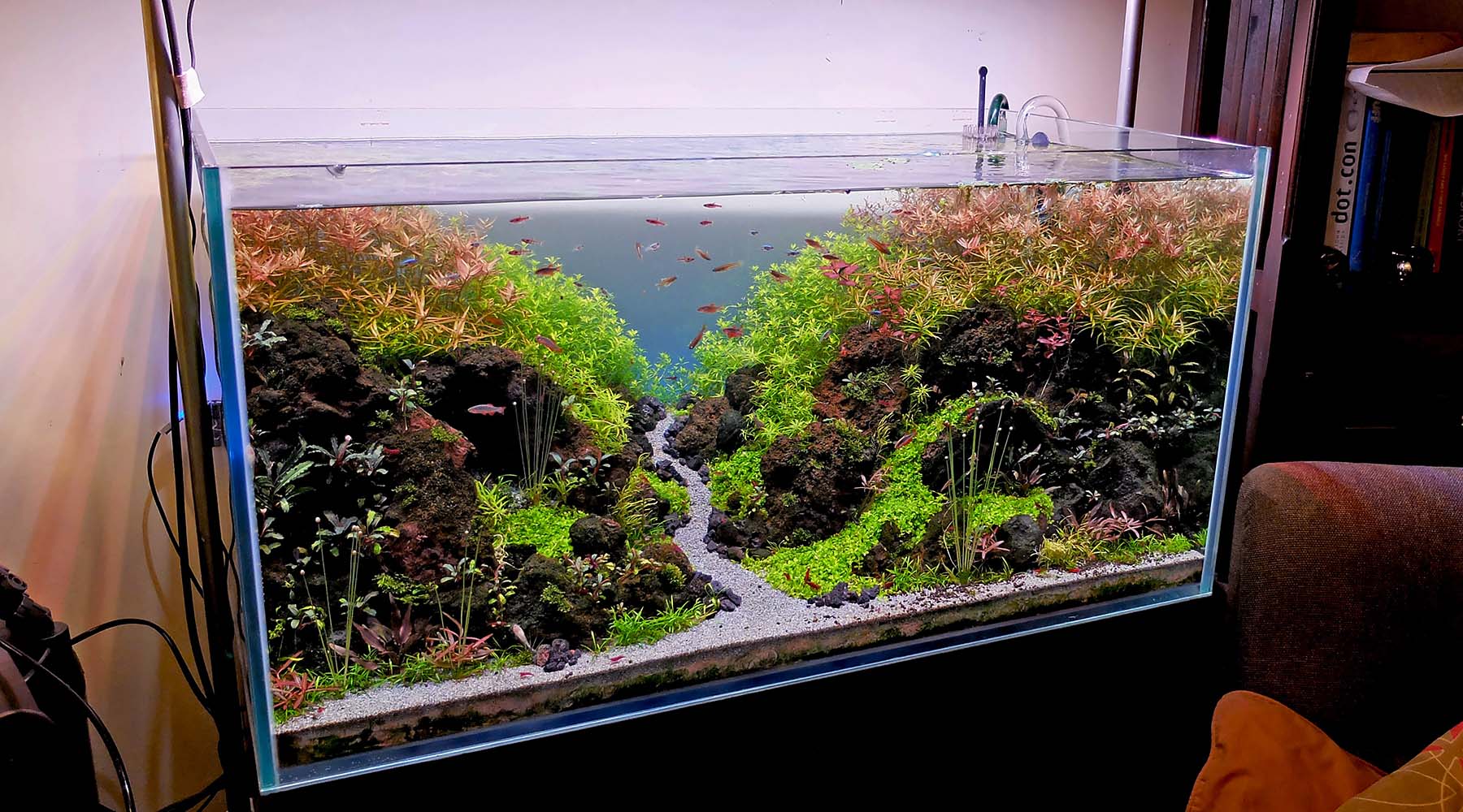 Algae 101: what actually triggers algae in a planted tank