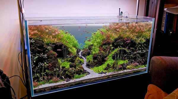 Algae 101: what actually triggers algae in a planted tank - The 2Hr ...