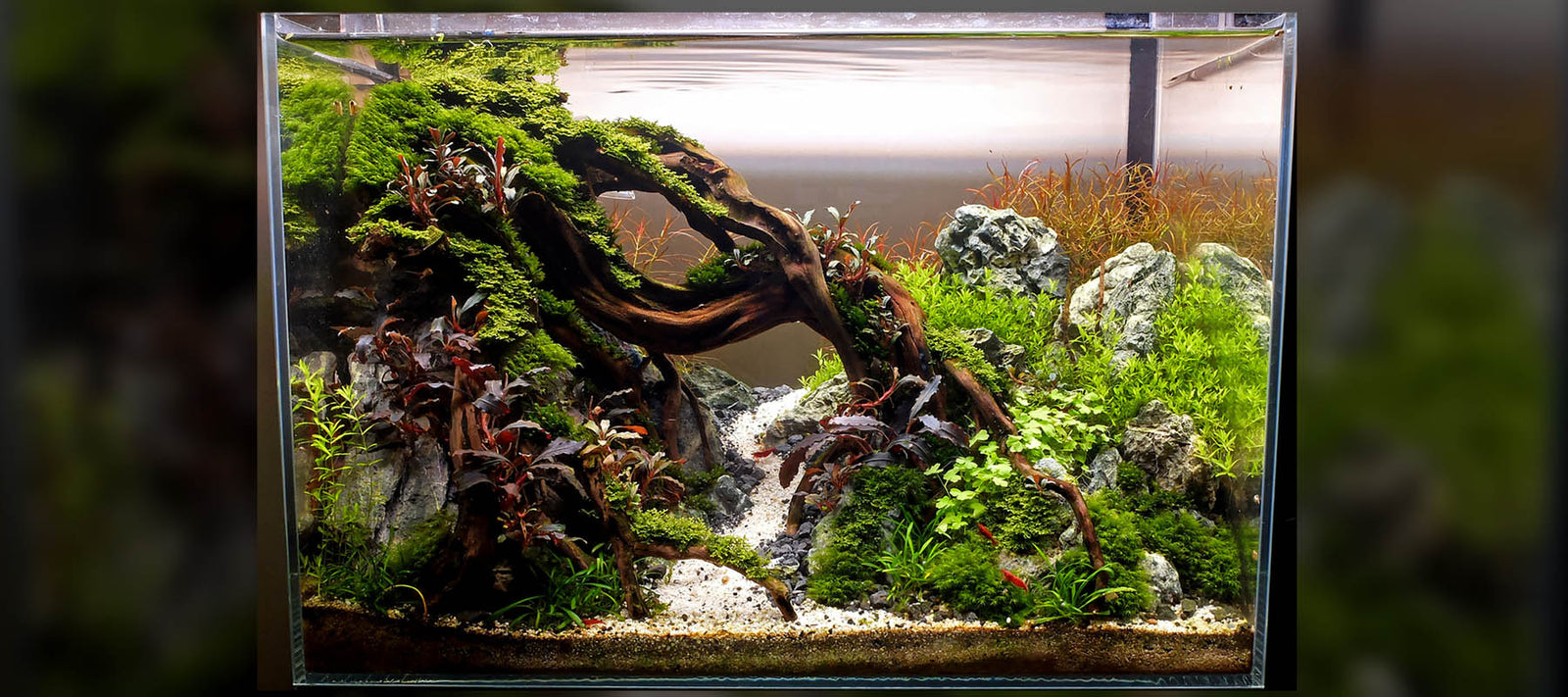 Dennis Wong | Diorama