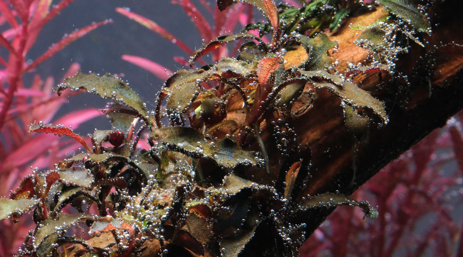 How to Get Rid of Brown Algae (Diatoms) in Planted Aquariums - Complete Guide