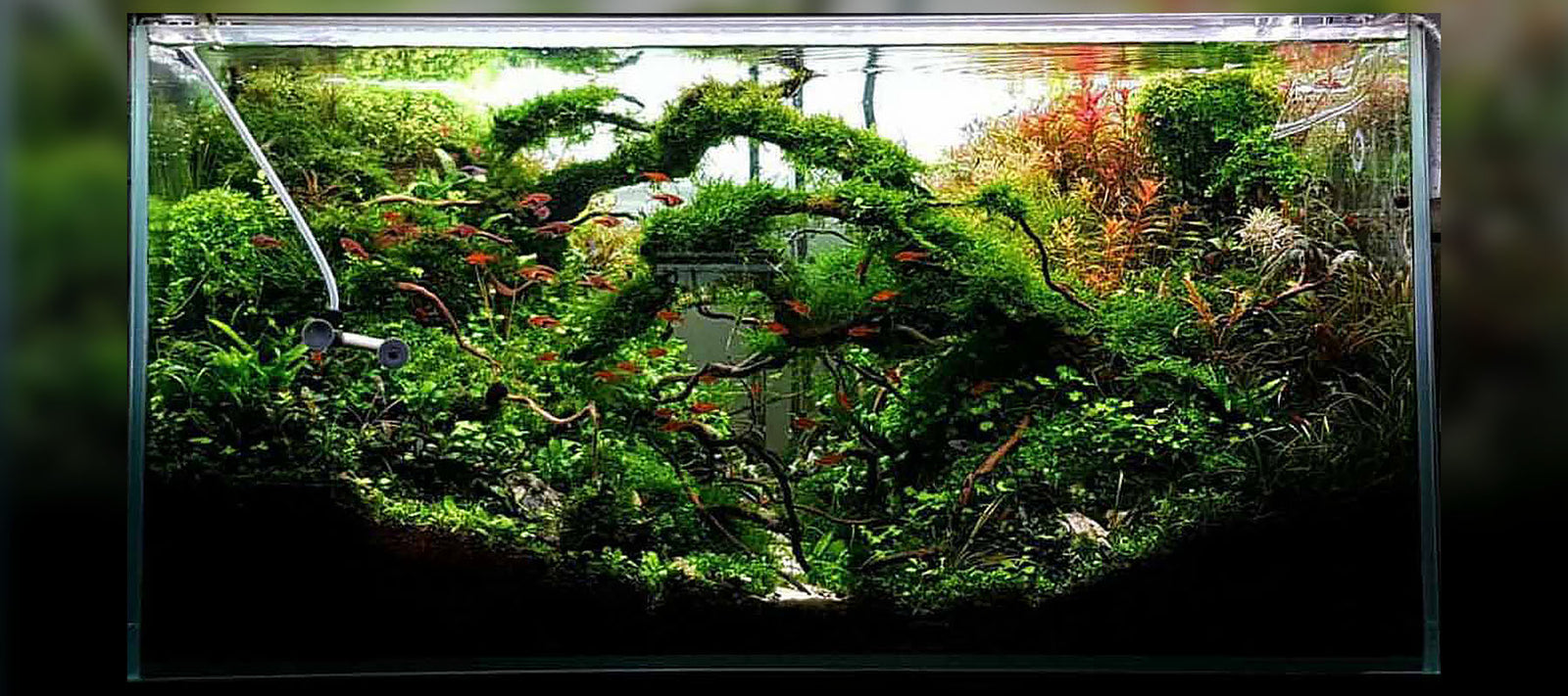 Haiqal Rosli | Diorama