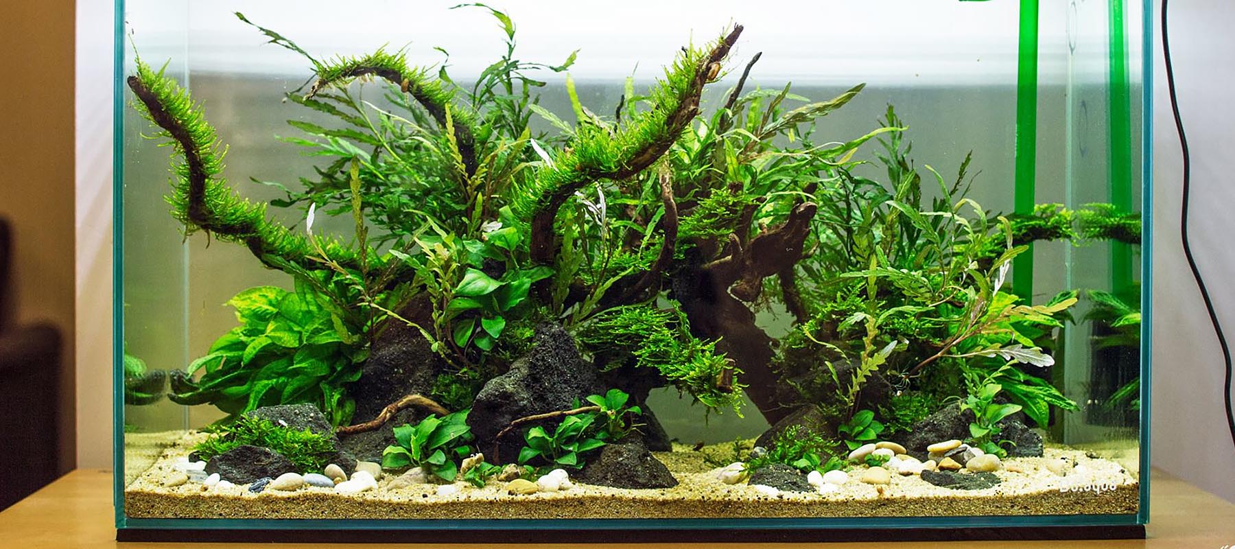 Dou Mok | Nature Style