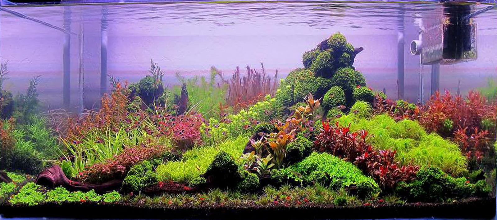 Colorful Dutch Aquascape by Tom Barr | Dutch Style