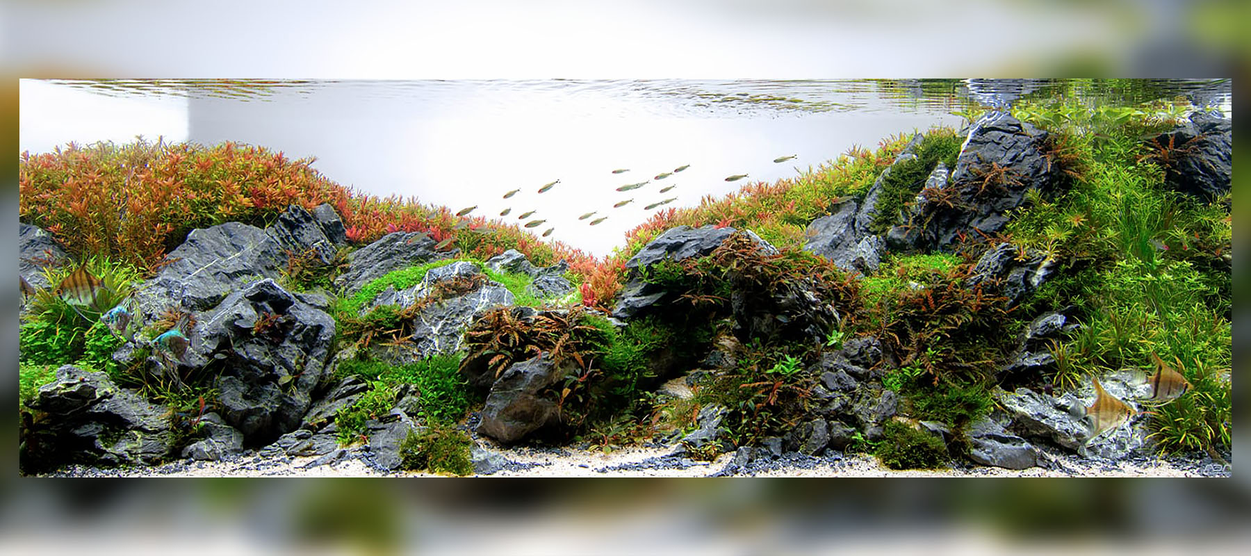 Fernando Ferreira | Diorama