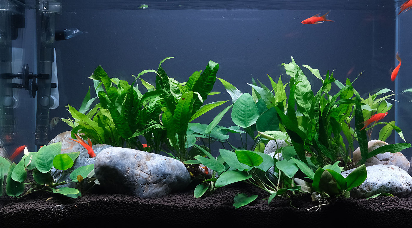 Fish Tank vs Planted Tank? 7 Differences The 2Hr Aquarist