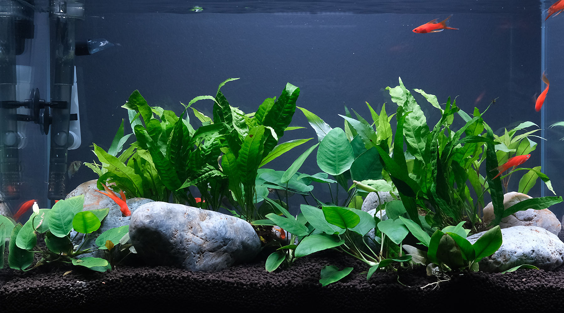 Fish Tank vs Planted Tank? 7 Differences The 2Hr Aquarist