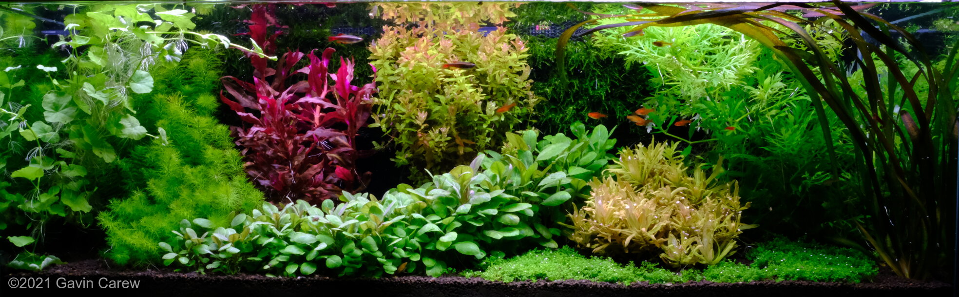 Photo showing a dutch style planted aquarium
