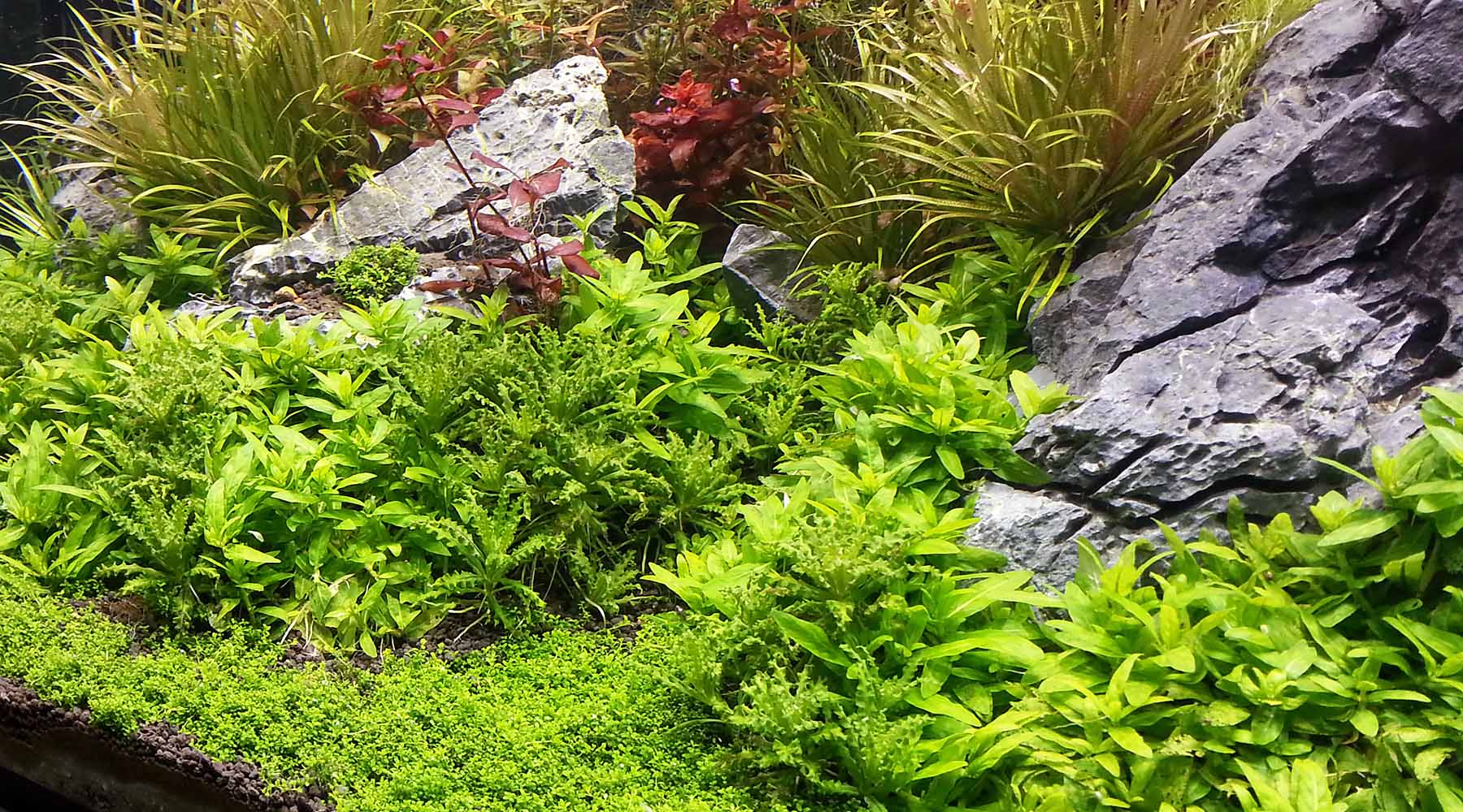 Do Green plants reflect green light? Is green light useless for photos