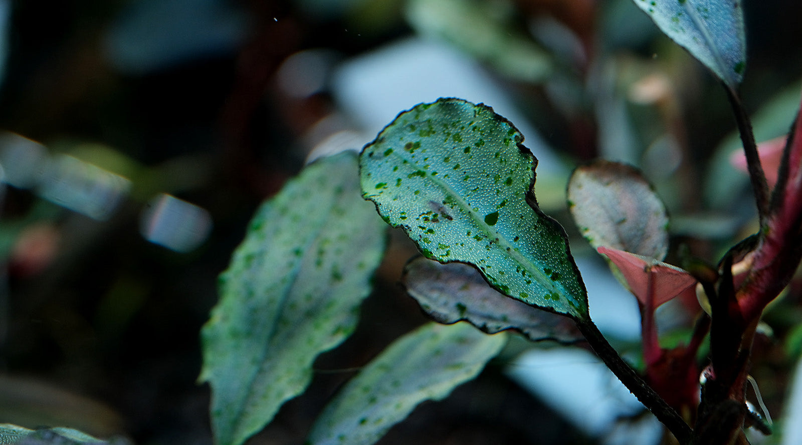 Green Spot Algae on bucephalandra leaf