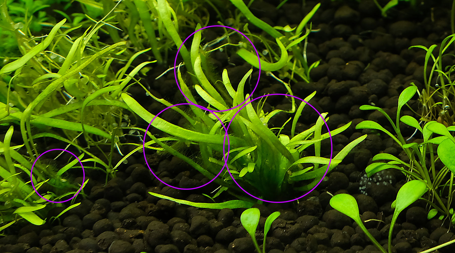 Hair algae on plants