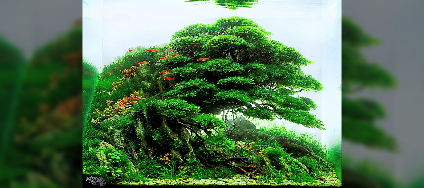 Herry Rasio 1 | Nature Style