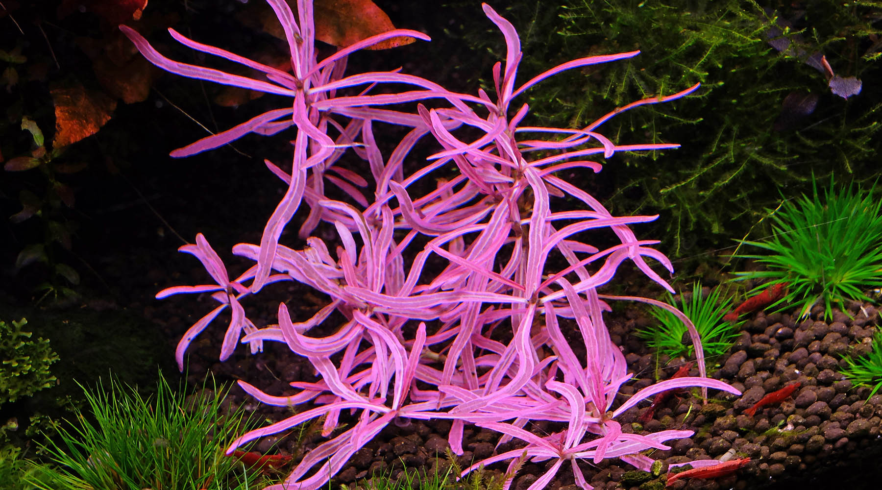 How to grow  Hygrophila sp. chai