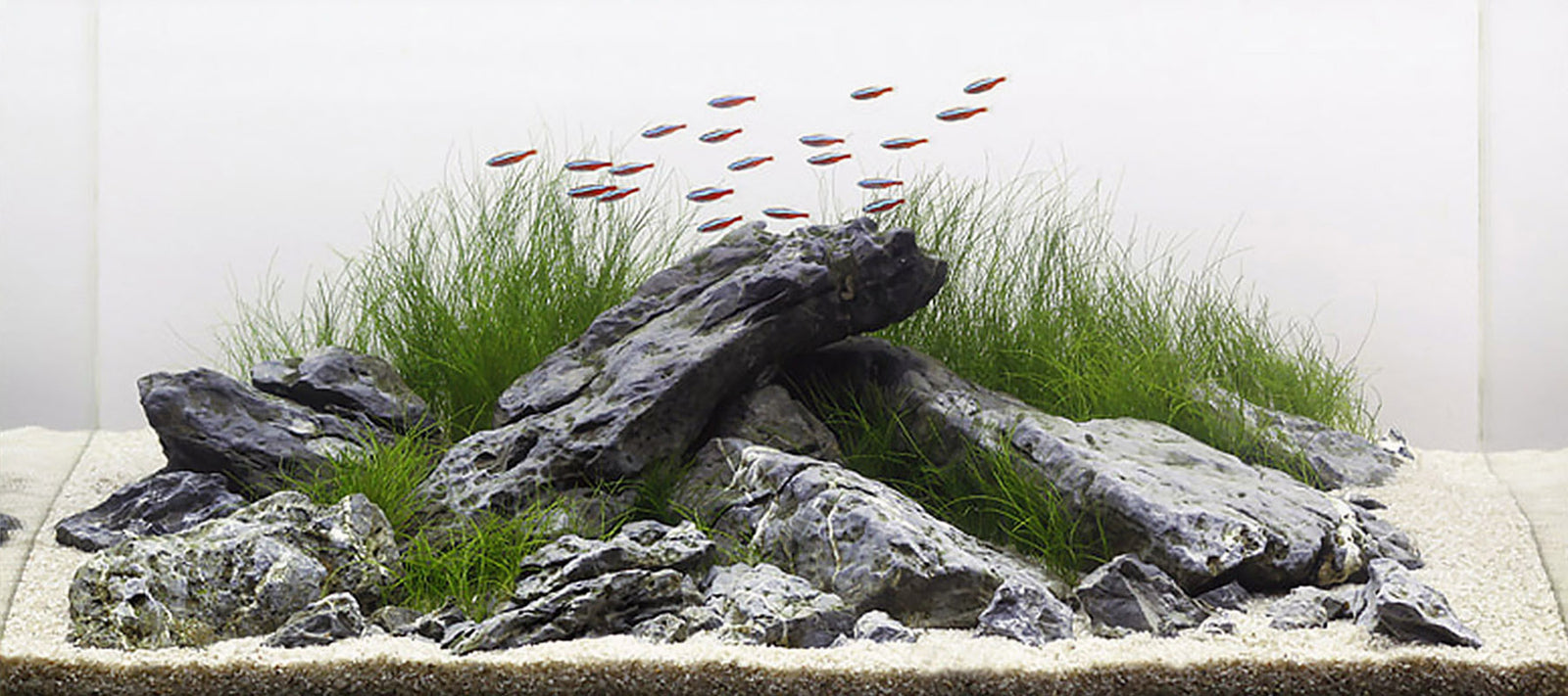 Seiryu rock Iwagumi with sand bank and Dwarf hair grass