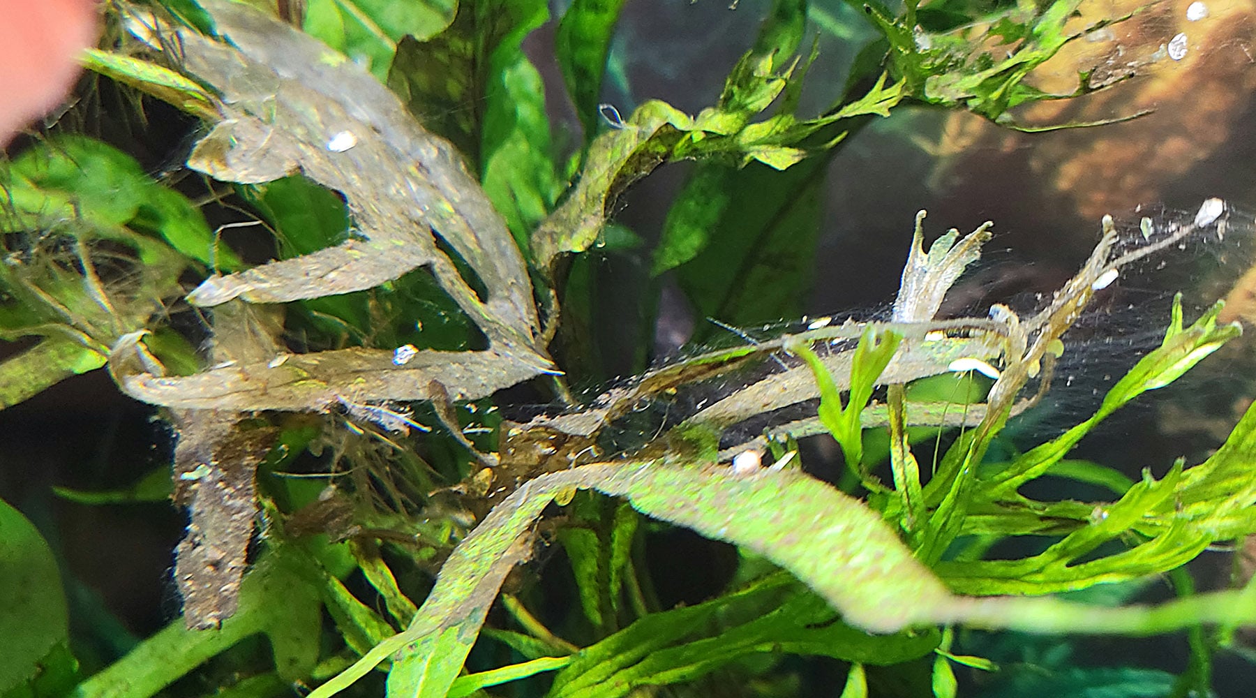 Why this? Tips on keeping Java Fern and Anubias