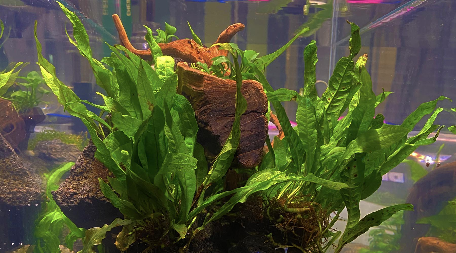 Top 5 Aquarium plants that grow well with no soil