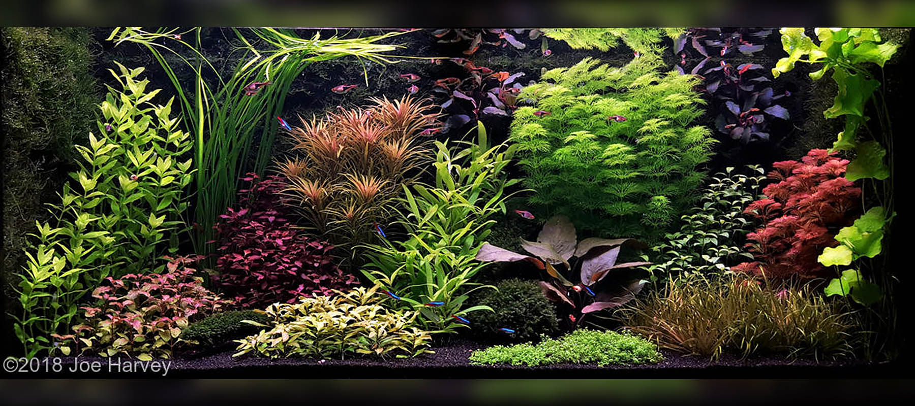 Aquascaping Style Ideas - Hikari Sales USA