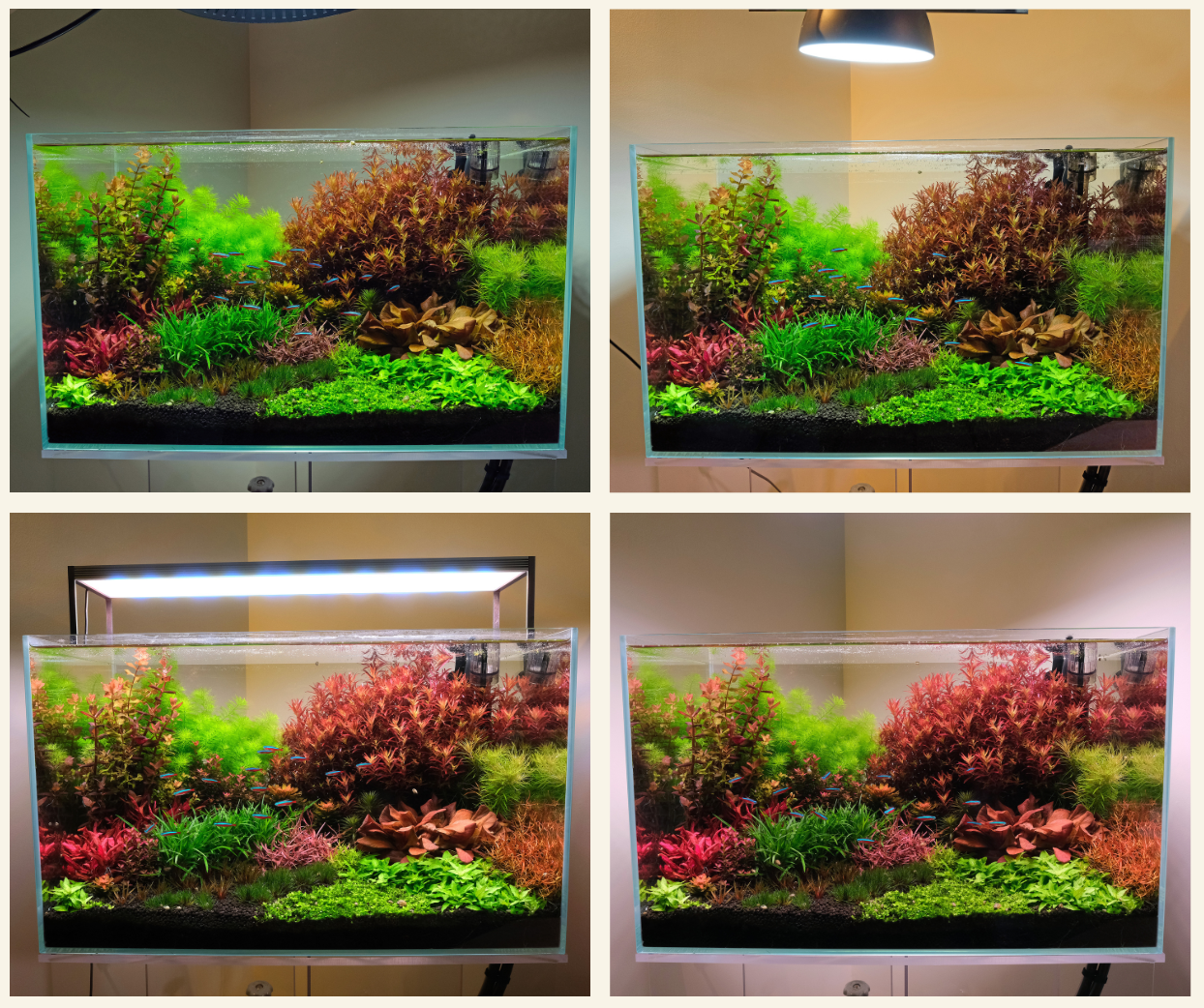 Choosing the best light spectrum for planted tanks