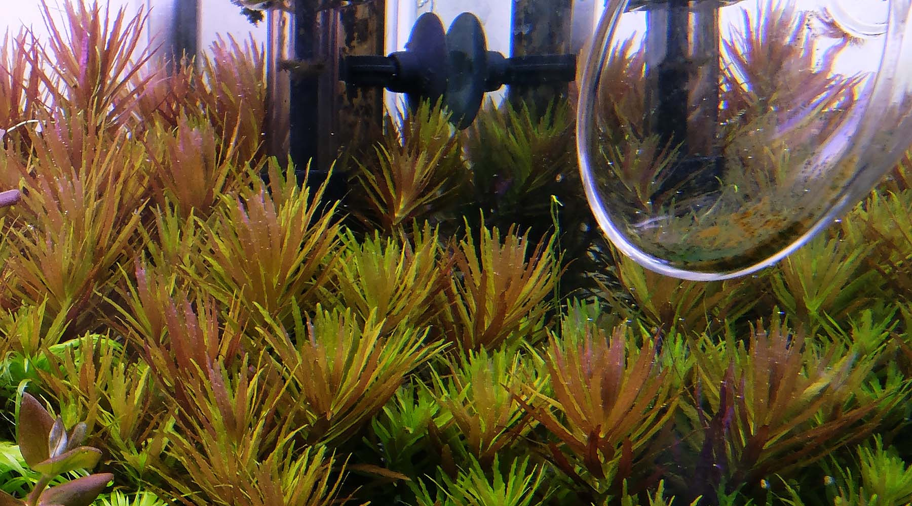 How to grow Limnophila aromatica