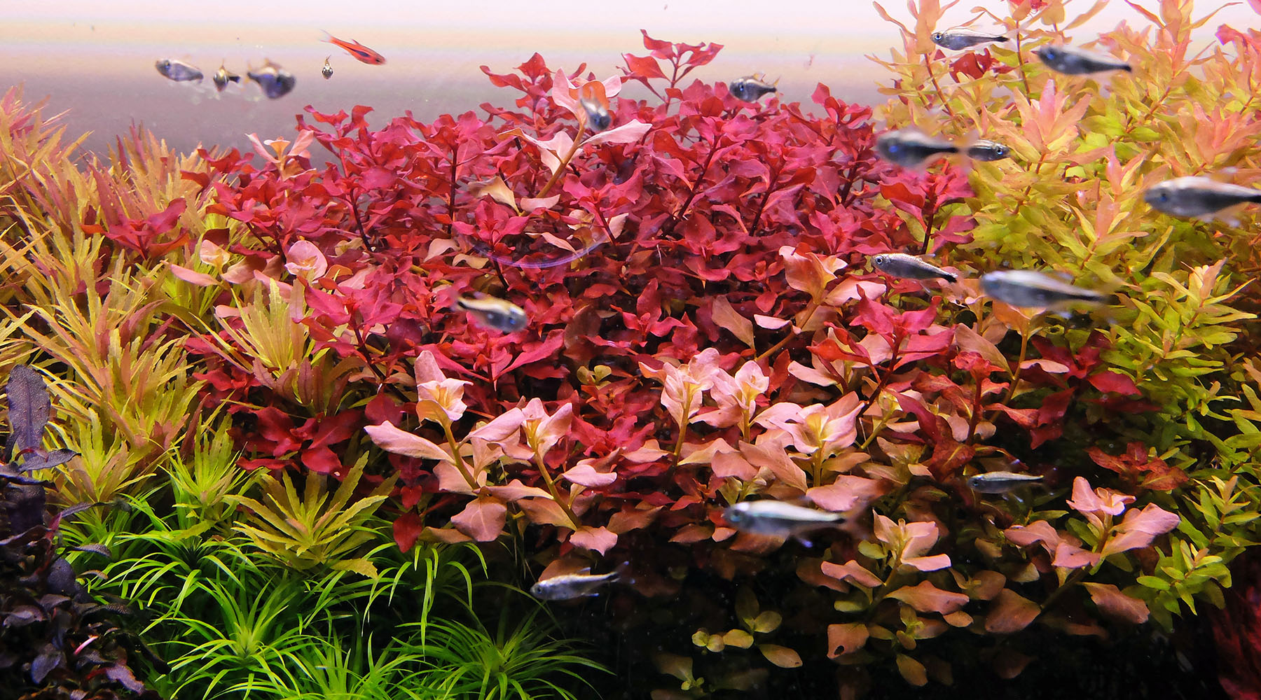 How to grow Ludwigia sp. 'Super red'