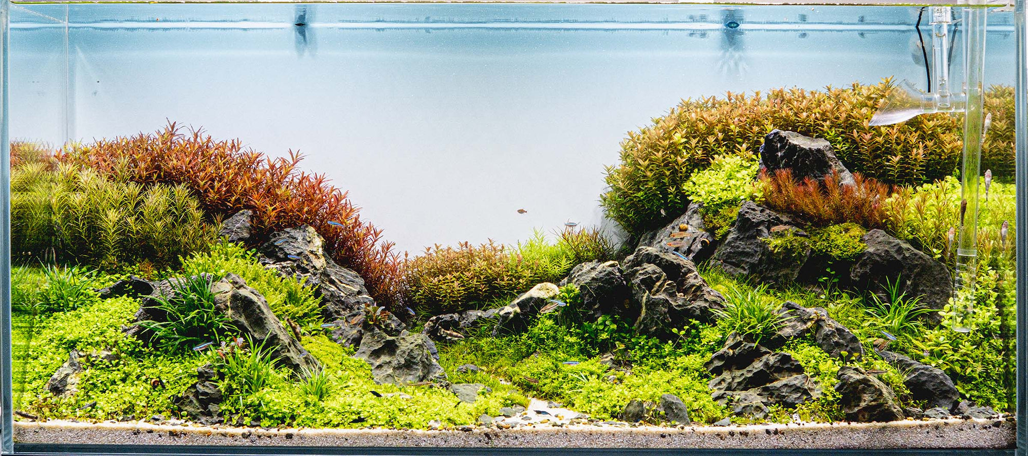 Marcelo Barros | Nature Style / Diorama