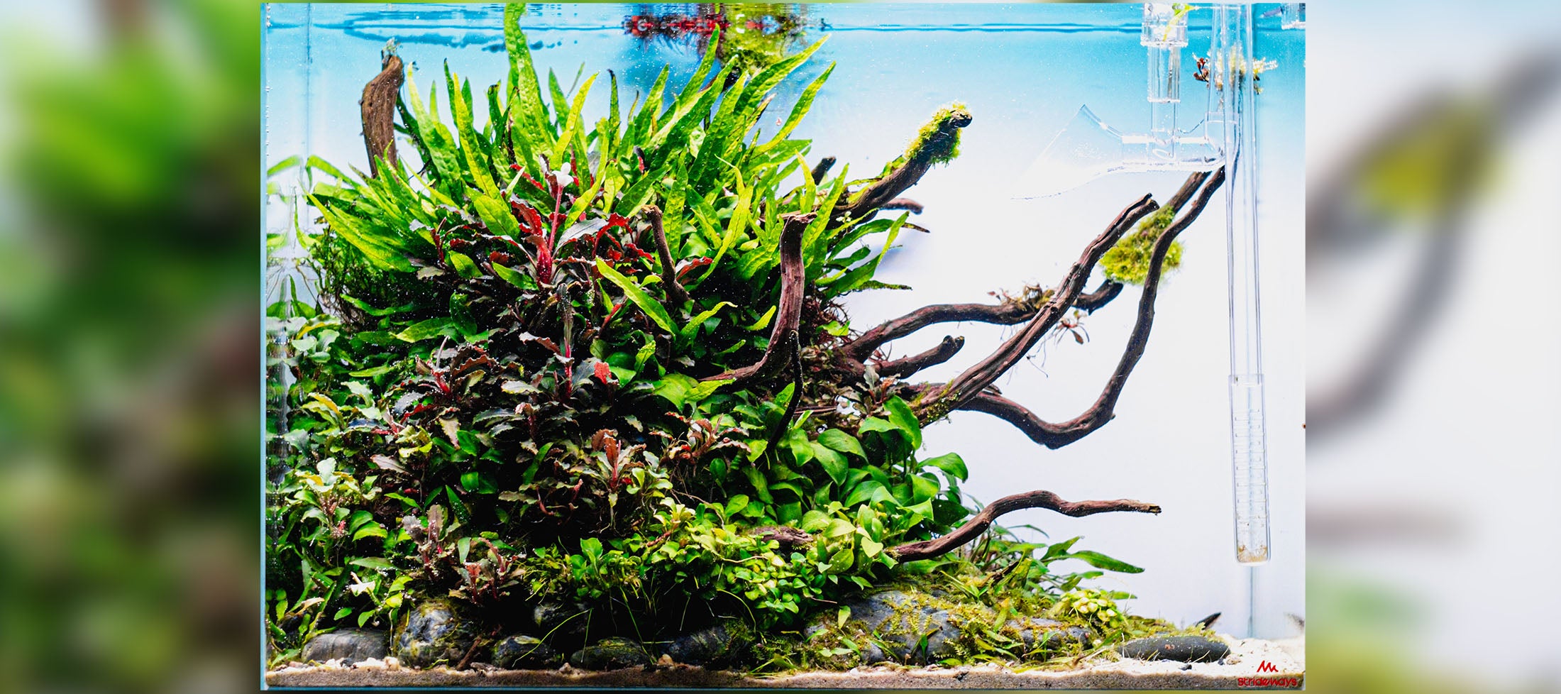 Marcelo Barros | Nature Style