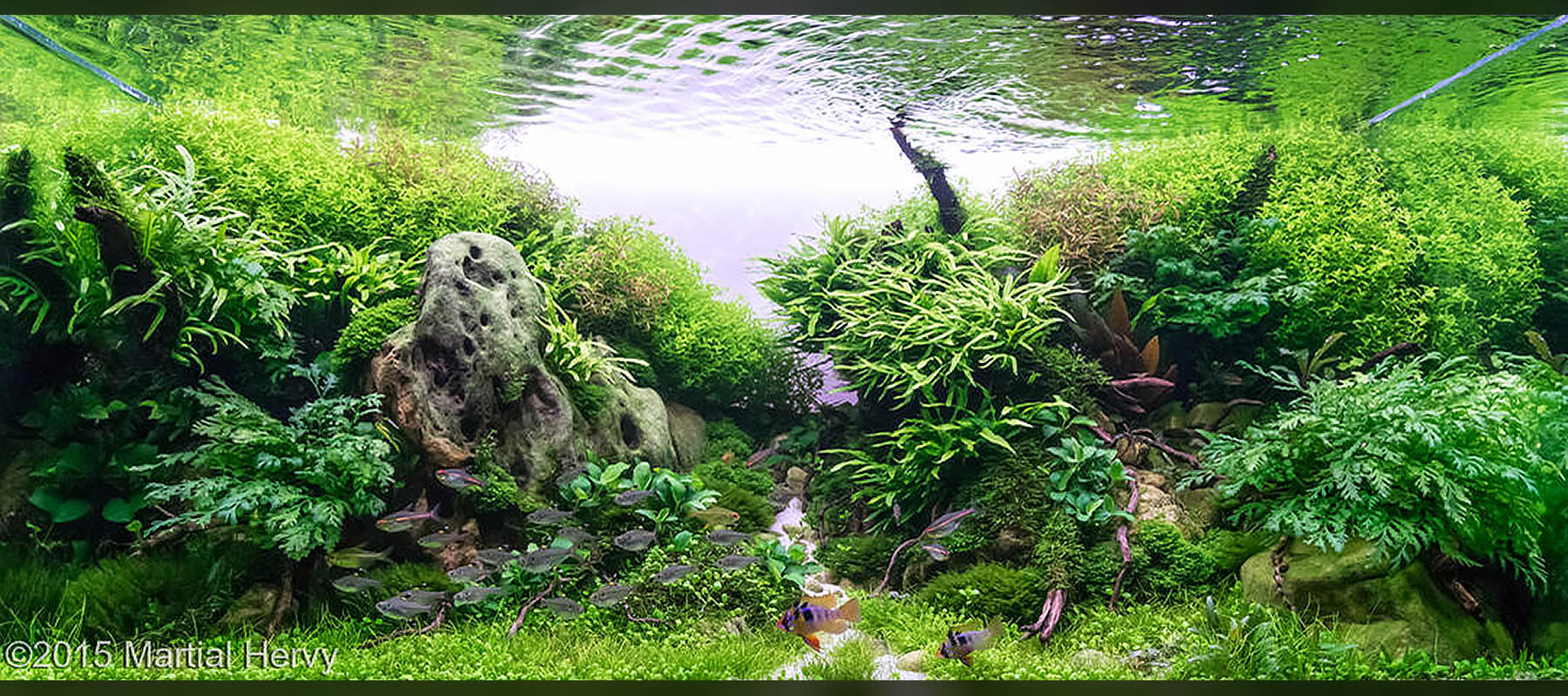 Martial Hervy 2 | Nature Style