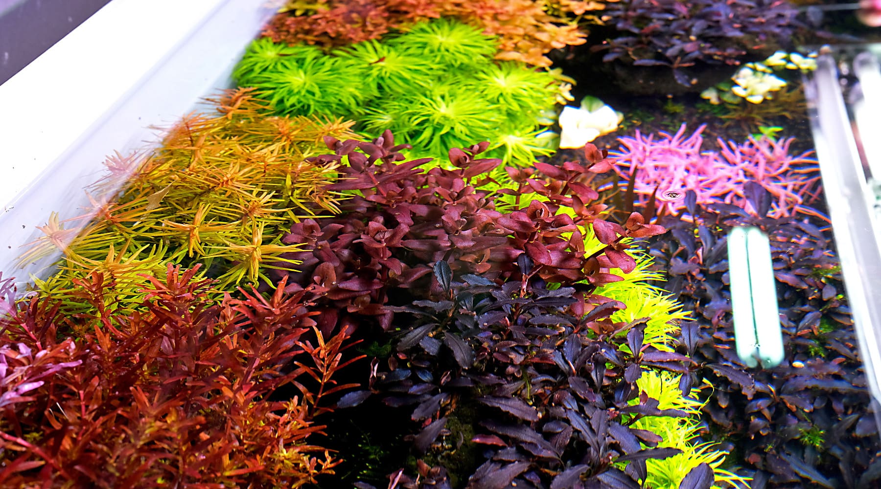 Does adding more iron make my red plants redder?