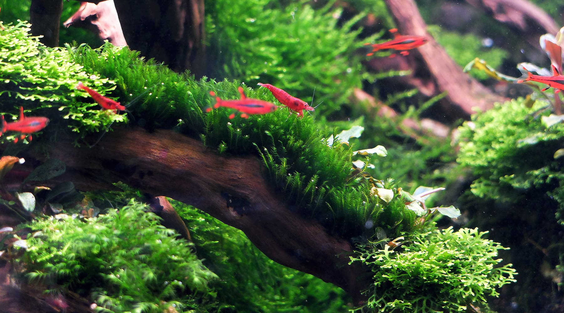 How to grow mosses in the aquarium