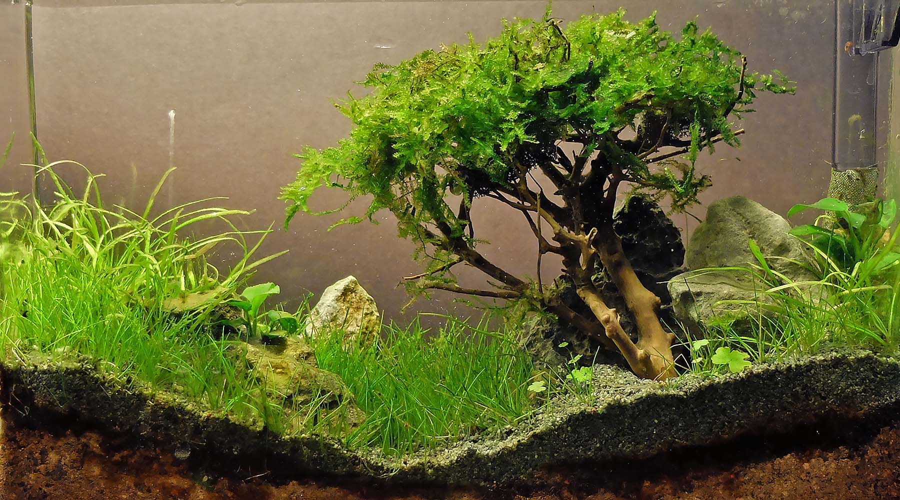 How to Make Green Moss for Bonsai Trees 