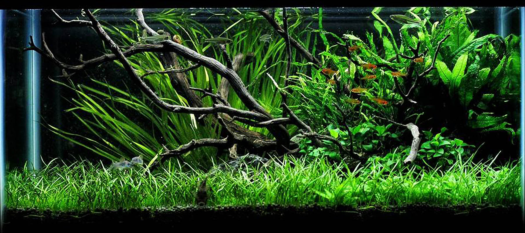 Cory Hopkins | Nature Style