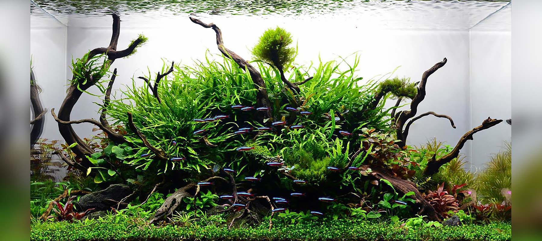 Hiep Hong | Nature Style