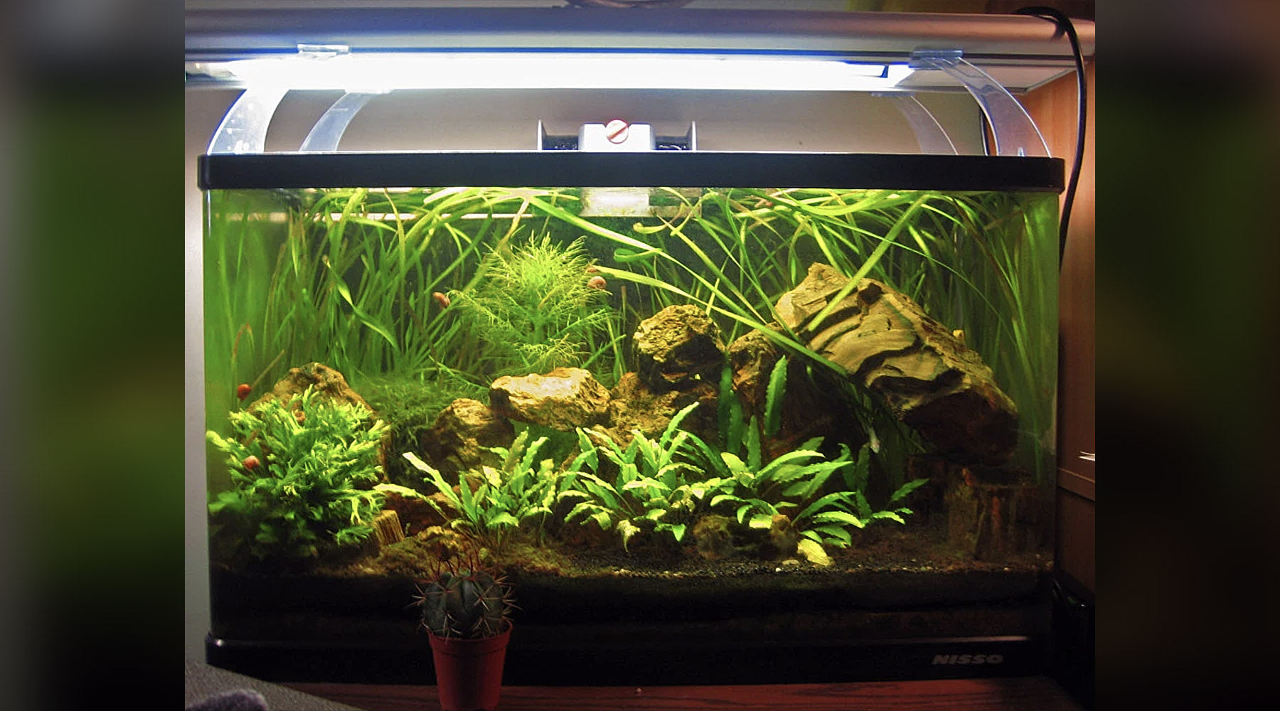 'No ferts, no dosing, no CO2' planted tanks, how valid are they?