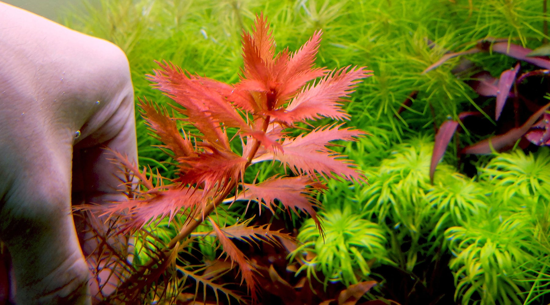 How to grow Mermaid weed (Proserpinaca palustris)