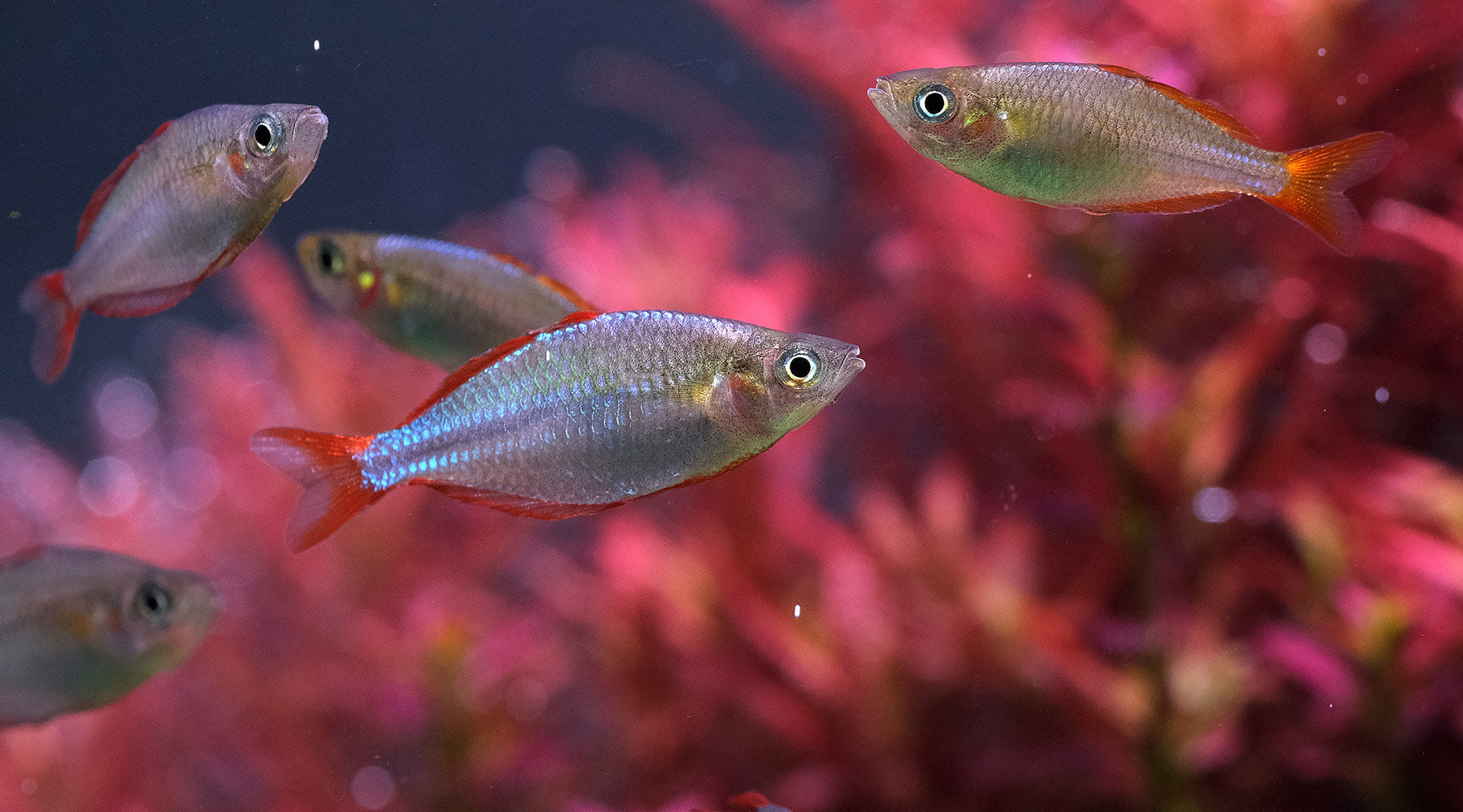 Chlorine a concern?
