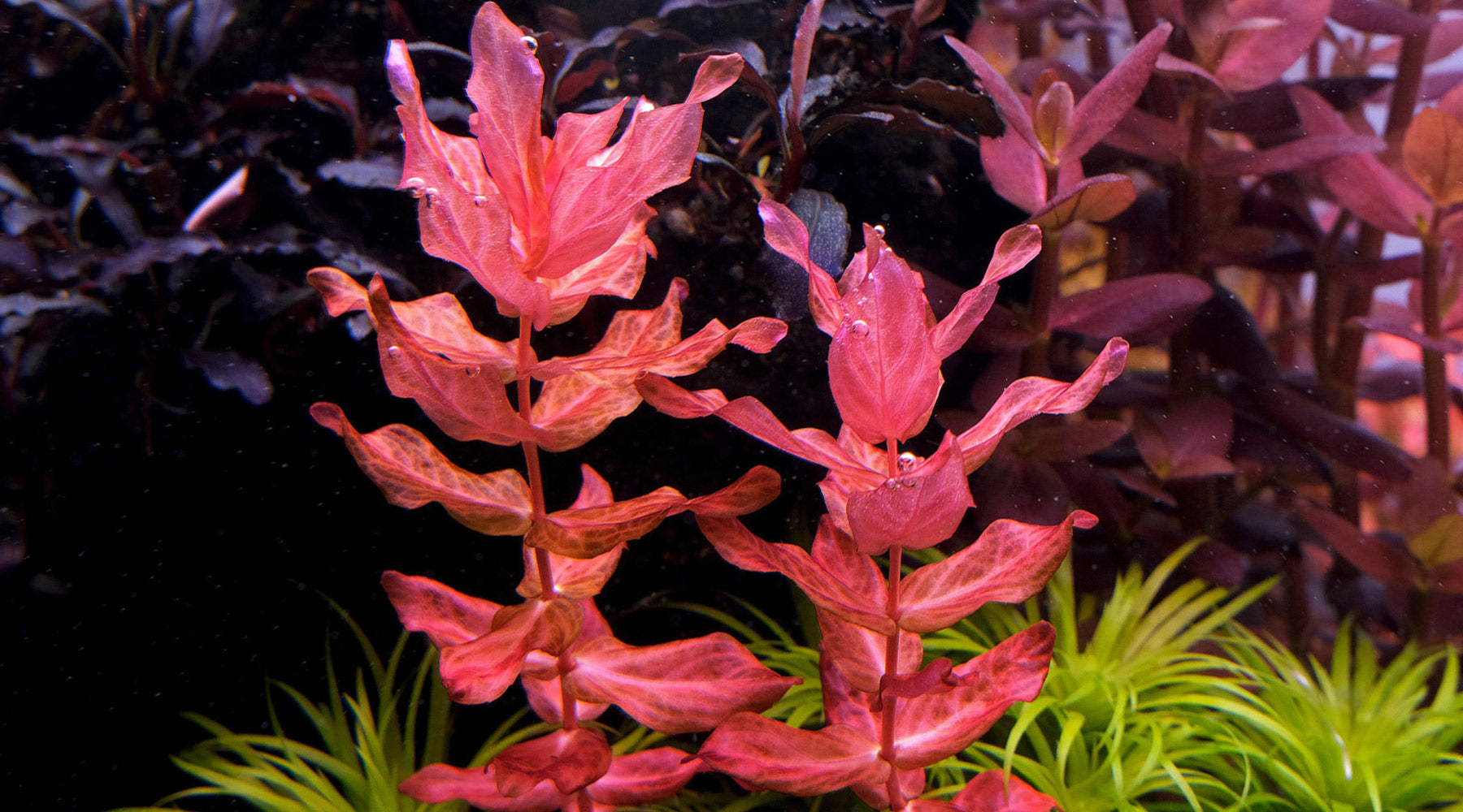 How to grow Rotala macrandra & its varietals