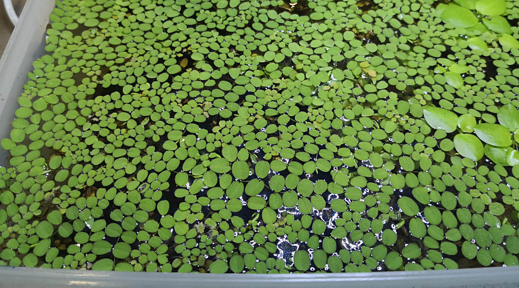 Floaters: a dangerous love affair?