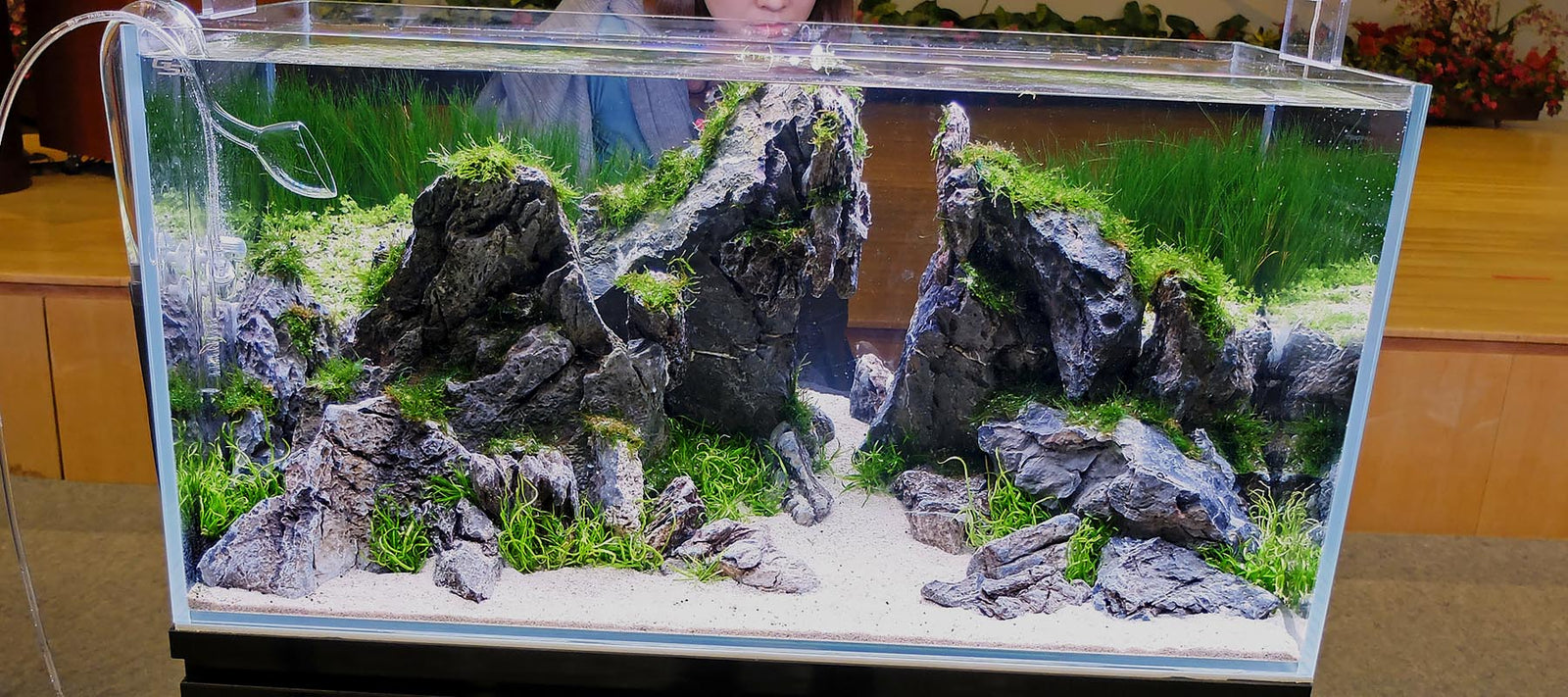 Aquascape styles and ideas - The 2Hr Aquarist