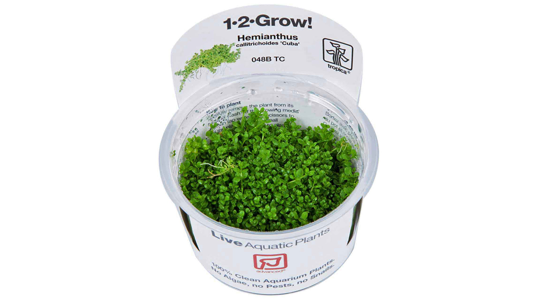 Guide to buying/planting aquatic plant tissue cultures