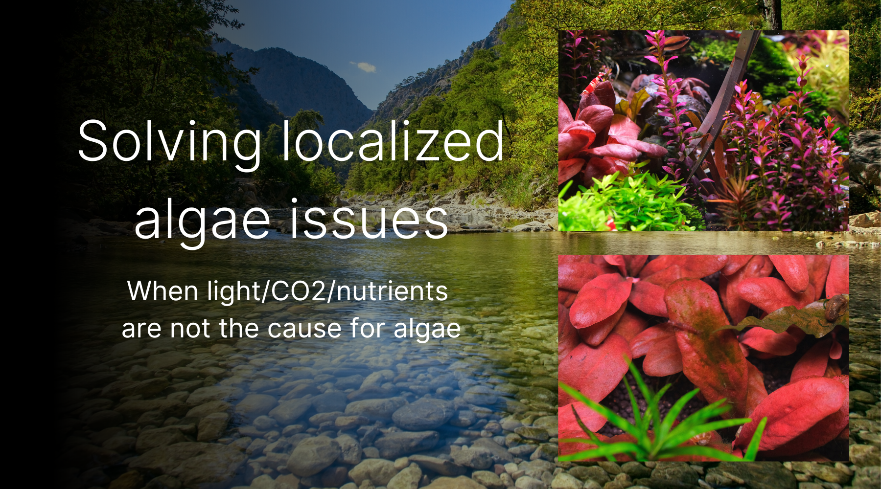 Solving localized algae problems