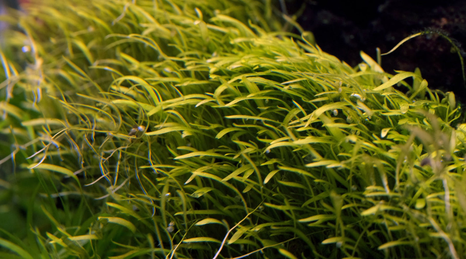 How to grow Utricularia graminifolia