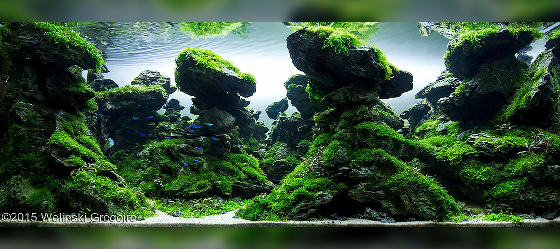 Wolinski Gregoire | Iwagumi / Diorama
