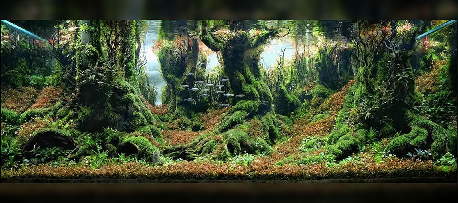 Step By Step Guide: How To Create A Forest Style Planted Aquarium – AQUAPROS