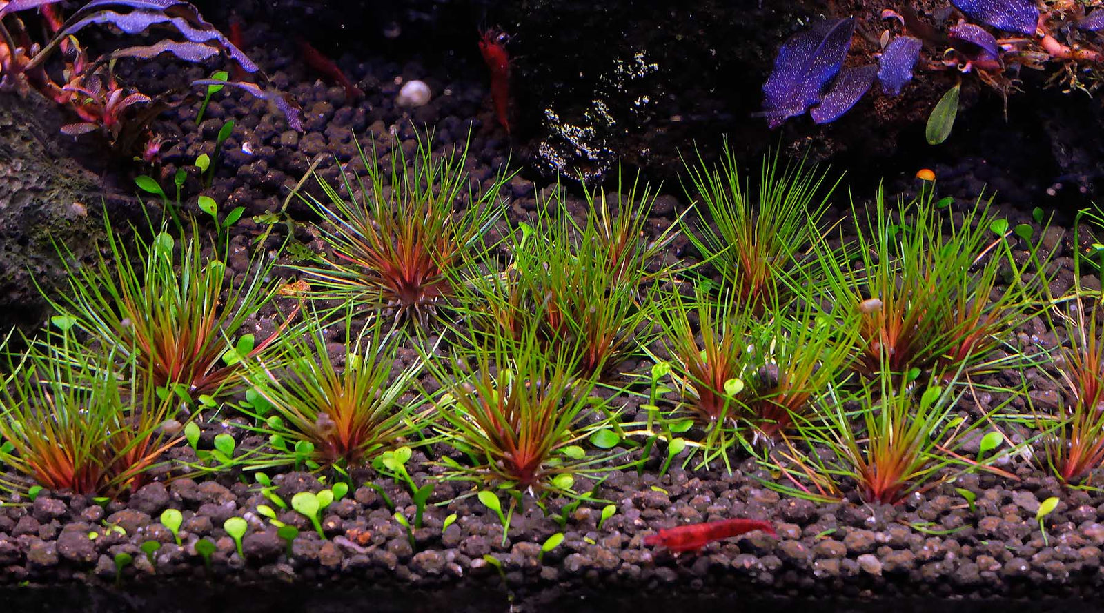 How to grow Centrolepis drummondiana (blood vomit)
