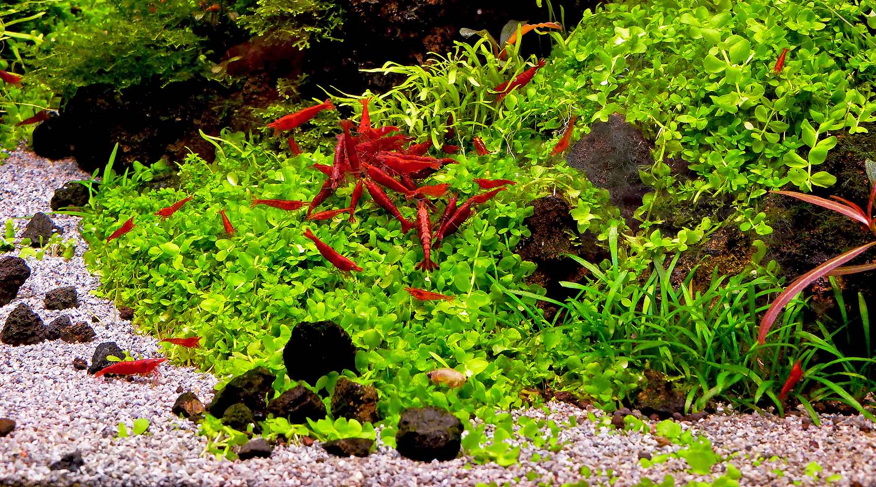 Is pH important in a planted aquarium ?
